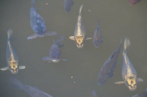 三つ子の「人面魚」をスクープ撮！！ 発見から31年の時空を超え…輝く