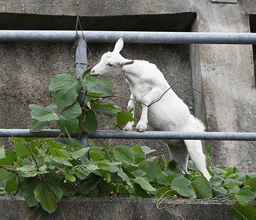  斜面の草を食べまくる〝ポニョ〟