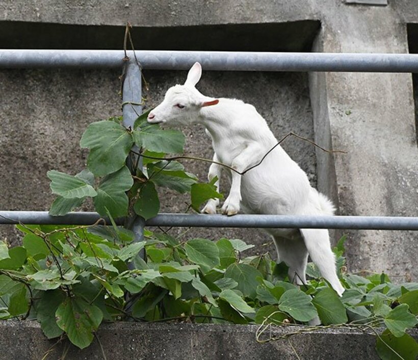  斜面の草を食べまくる〝ポニョ〟