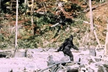 有名なビッグフット映像「パターソン・ギムリン・フィルム」(インターネットから)