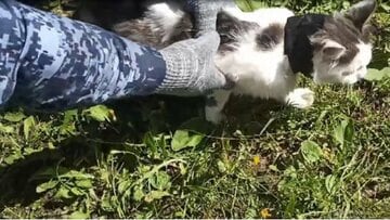 麻薬を運んだ猫（「ニュースNN」のテレグラムチャンネルから）