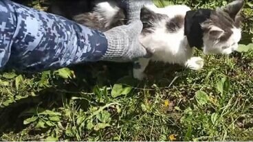麻薬を運んだ猫(「ニュースNN」のテレグラムチャンネルから)