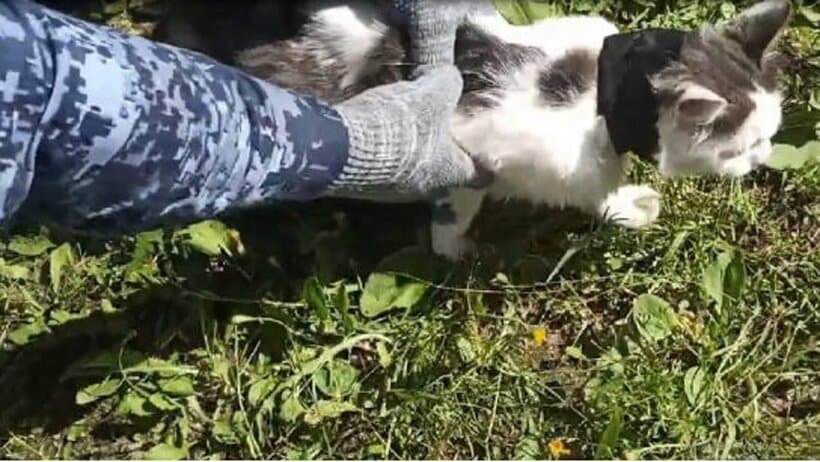 麻薬を運んだ猫（「ニュースNN」のテレグラムチャンネルから）