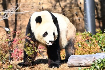 中国に返還される双子のパンダ・シャオシャオ