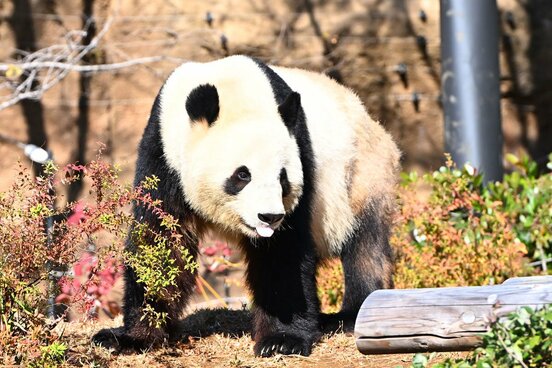 中国に返還される双子のパンダ・シャオシャオ