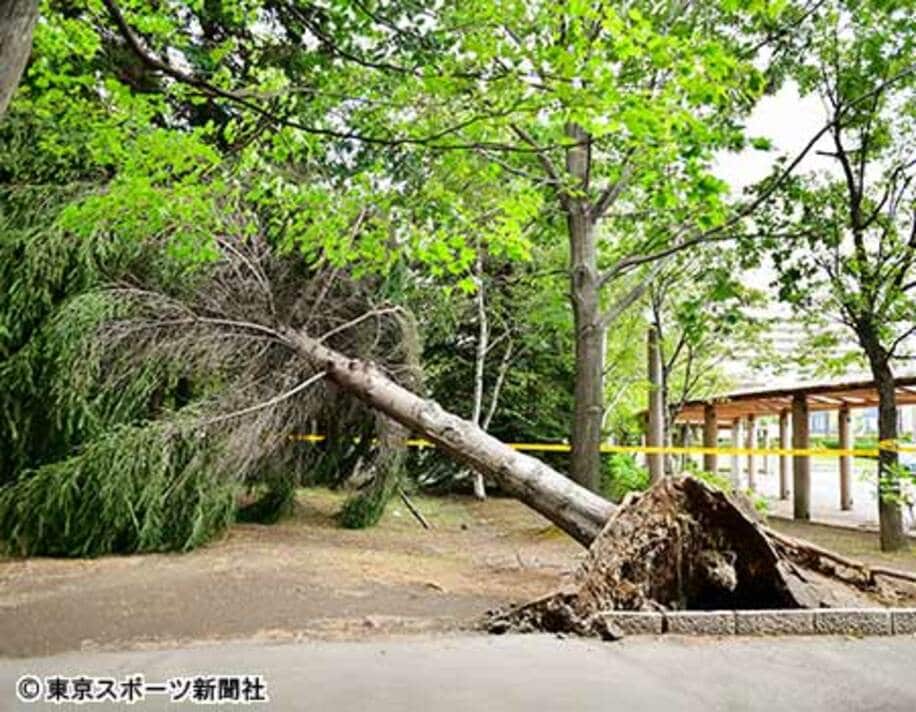  札幌市厚別区の倒れれた木