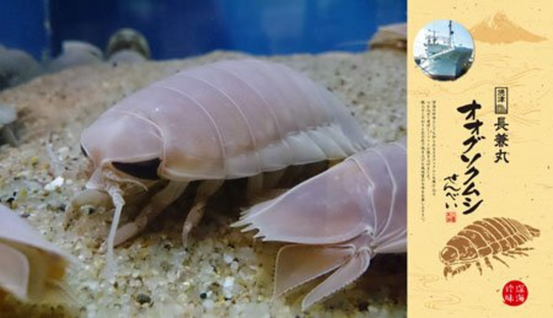 写真 世界初 オオグソクムシせんべい ニコニコ超会議で先行発売 東スポweb