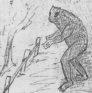 目撃者による「ラブランド・フロッグ」のイラスト