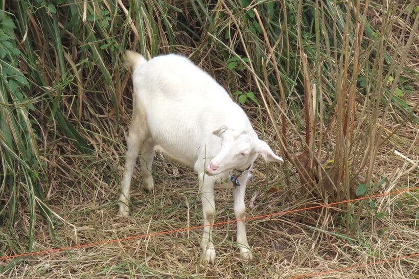 除草ヤギが草を食べて作業中