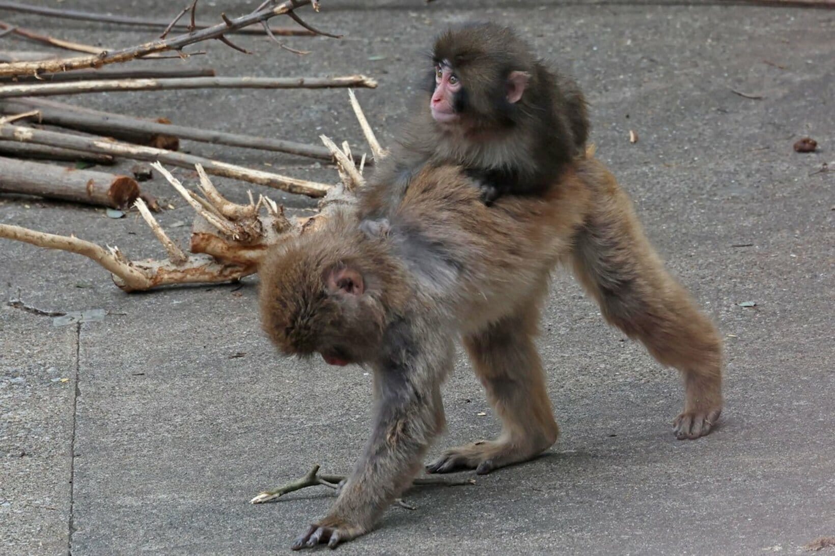 仲良しザルの上に乗るパンチくん