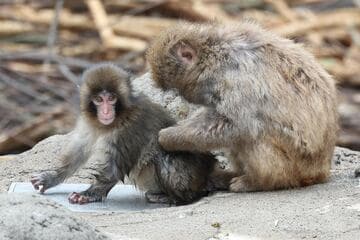 毛づくろいしてもらうパンチくん（左）