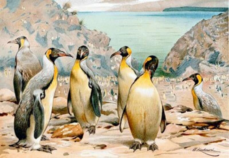 絶滅したジャイアントペンギンの姿