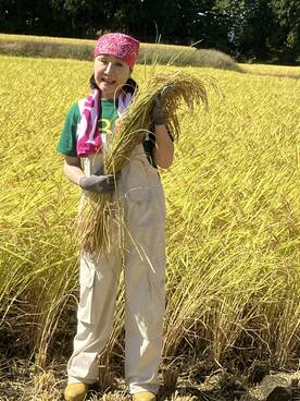 新潟県津南町で稲刈りを行った小林幸子