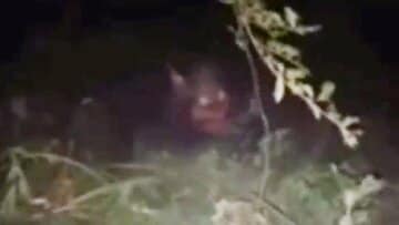  アルゼンチンの怖い顔した四足歩行生物（ムンド・エソテリコ・イ・パラノルマル公式ユーチューブから）