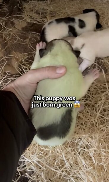 緑色の毛をした生まれたての子犬（インスタグラムから）