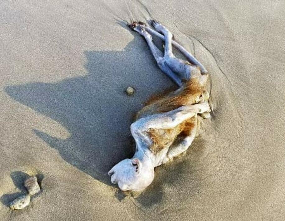  これが静岡県の海岸に打ち上げられた謎の生物だ