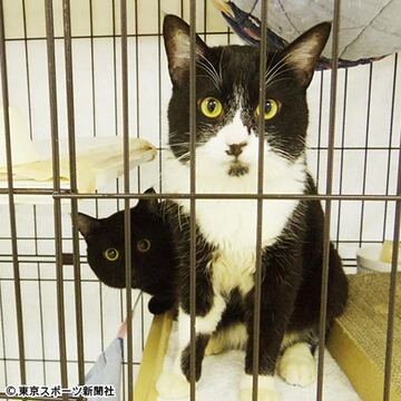  愛護センターで保護された猫たち