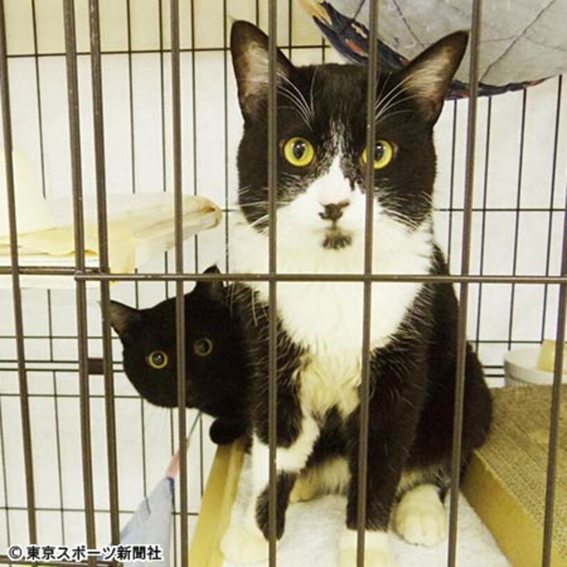  愛護センターで保護された猫たち