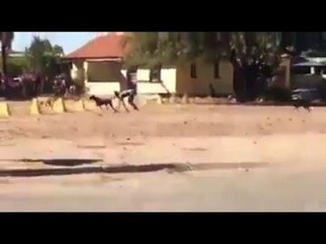  南アフリカの「ドッグボーイ」
