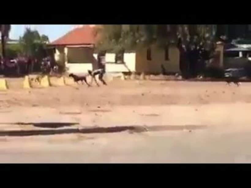  南アフリカの「ドッグボーイ」