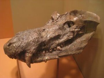 キノグナトゥスの化石