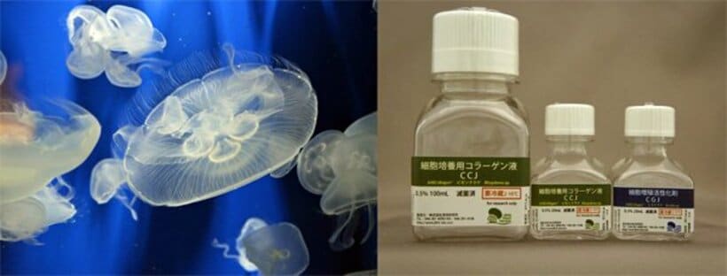  【写真右】細胞増殖活性化剤と細胞培養用コラーゲン液【写真左】クラゲの存在感が増している（写真はイメージ）