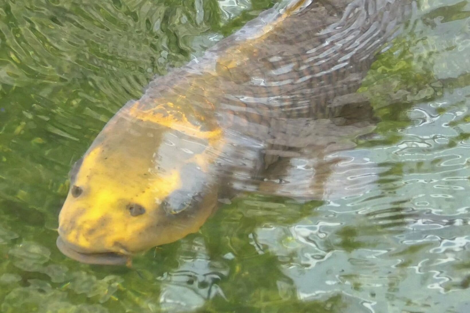 おっさん顔の人面魚