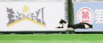  ５月２９日のソフトバンクー広島戦のヒーローインタビュー中に乱入した猫（東スポWeb）