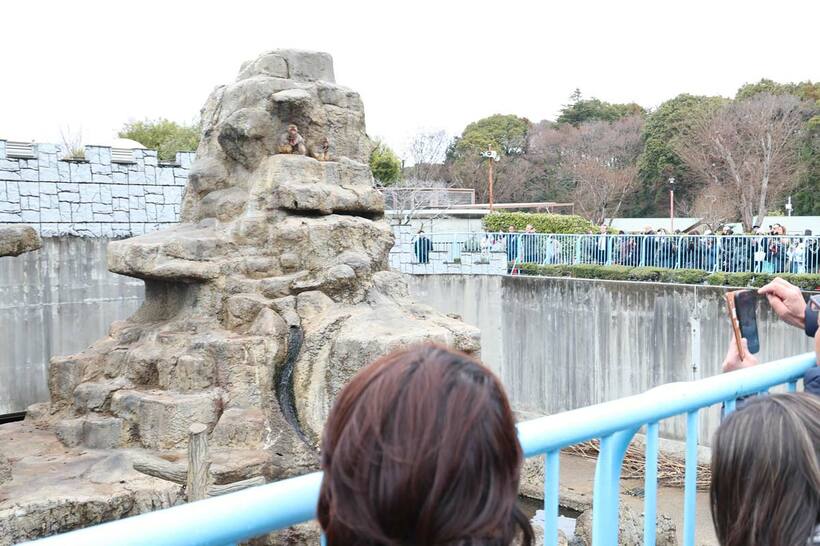 千葉・市川市動植物園のサル山