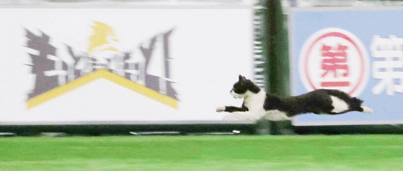  ５月２９日のソフトバンクー広島戦のヒーローインタビュー中に乱入した猫（東スポWeb）