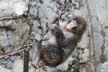 市川市動植物園の人気者・パンチくん