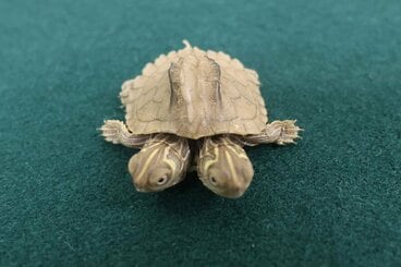 双頭のチズガメ（香港税関の公式サイトから）