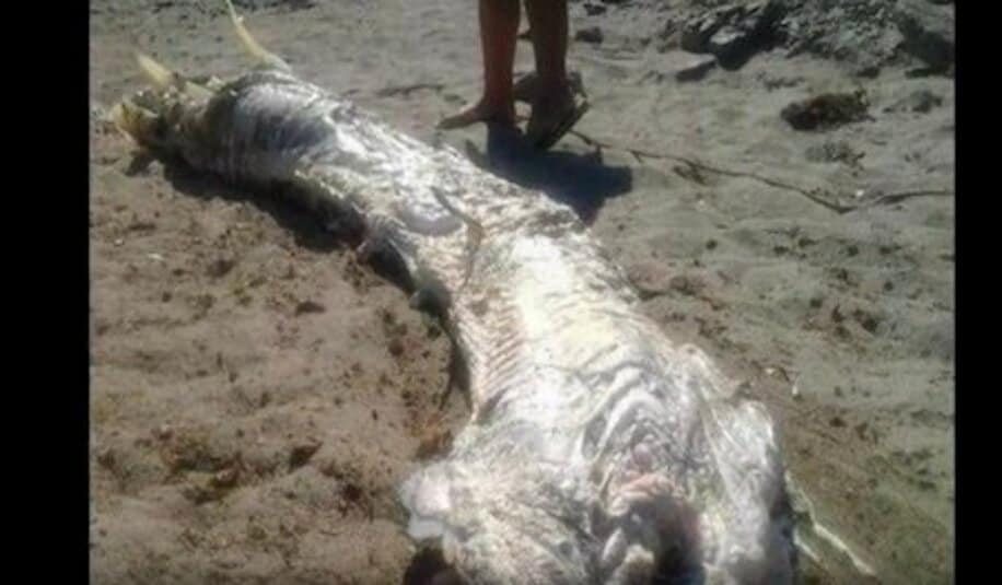  ルイ・マレー海岸に漂着した謎の生物の死骸（ユーチューブから）