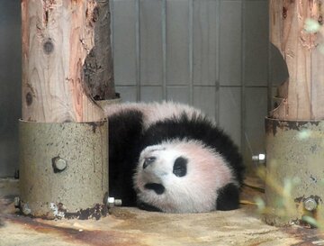  中国に帰ってしまうシャンシャン