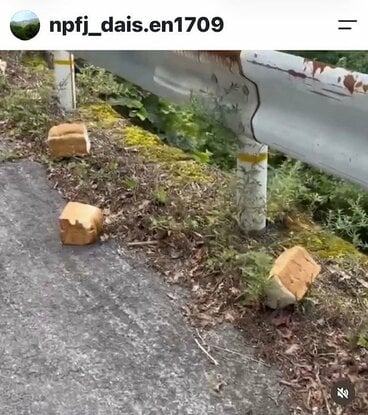 投棄された食パン、投棄された食パン(「一般財団法人自然公園財団鳥取支部 大山事業地」のインスタグラム@npfj_dais.en1709から)