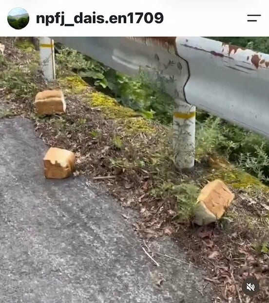 投棄された食パン、投棄された食パン(「一般財団法人自然公園財団鳥取支部 大山事業地」のインスタグラム@npfj_dais.en1709から)