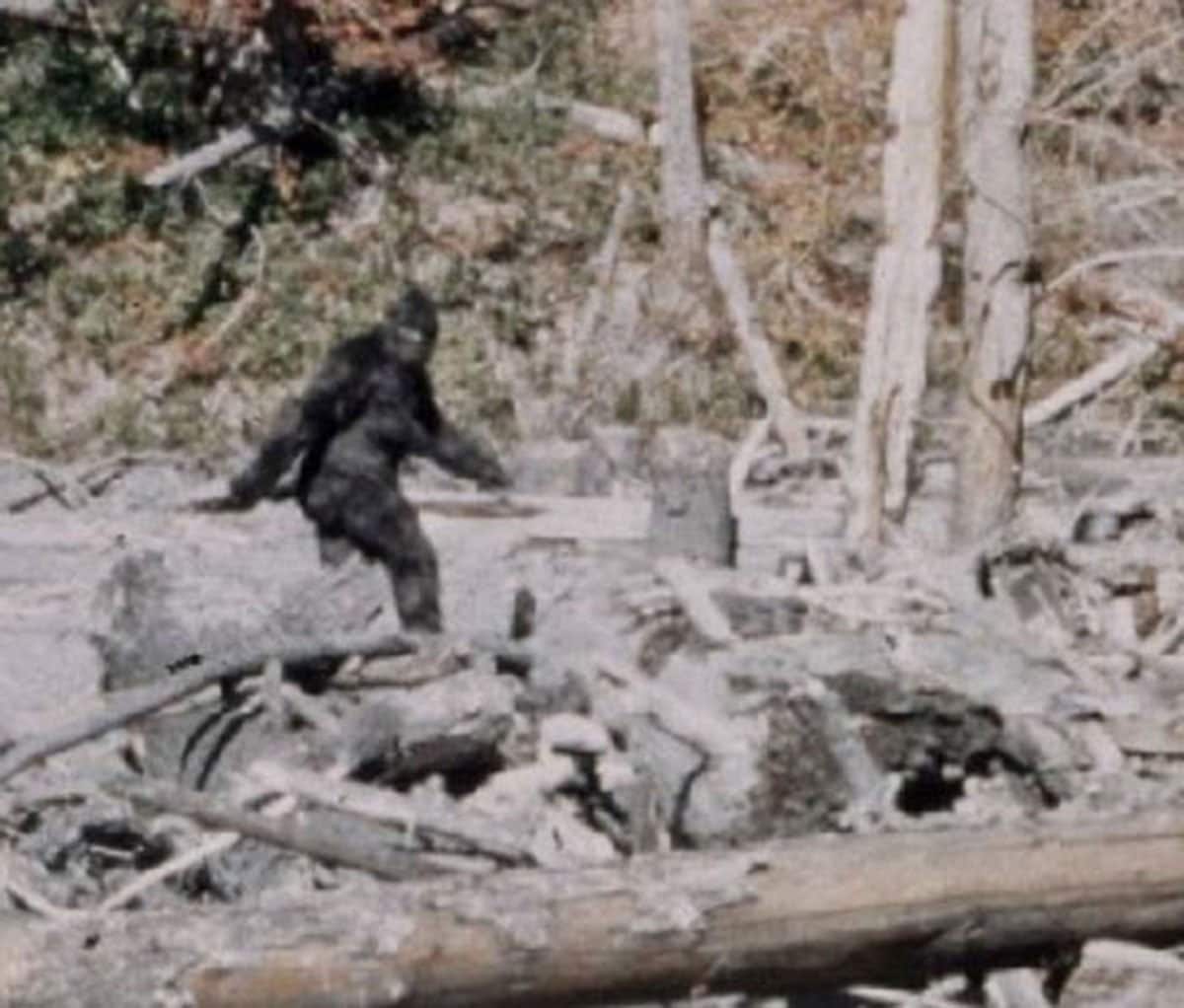 写真：人間と会話をしたUMA！？ 米国・コンサー湖の怪物「ホワイト
