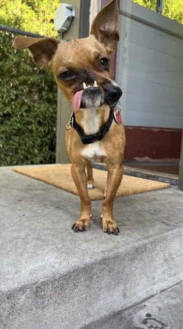 顔が曲がった犬ピカソ（インスタグラムpawsforlifek9から）