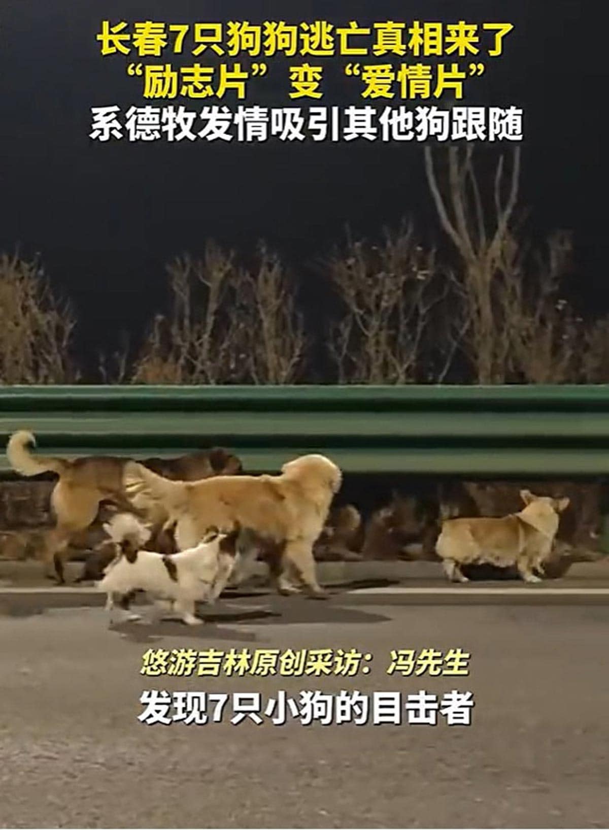 中国SNSで涙を誘った〝犬肉店から脱走した7匹の犬〟物語 真相は