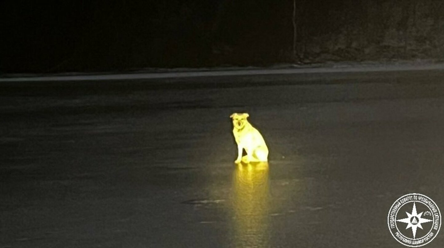 飼い主を待つベルカ(バシコルトスタン共和国緊急事態国家委員会キリル・ペルヴォフ氏のフ・コンタクテから)