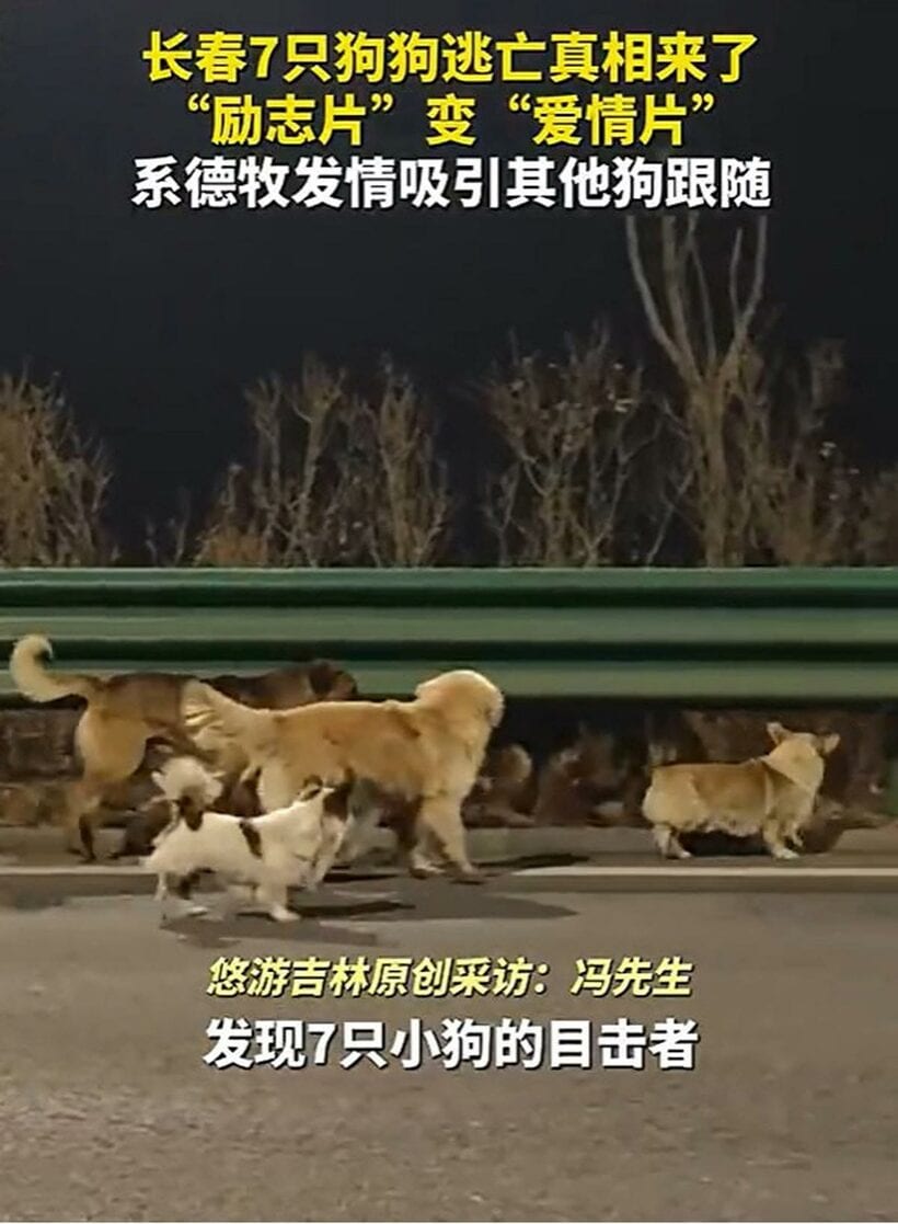 全中国の涙を誘った７匹の犬たち（微博から）