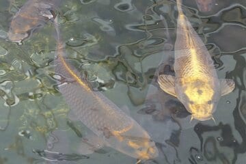 ほかにもうじゃじゃいる