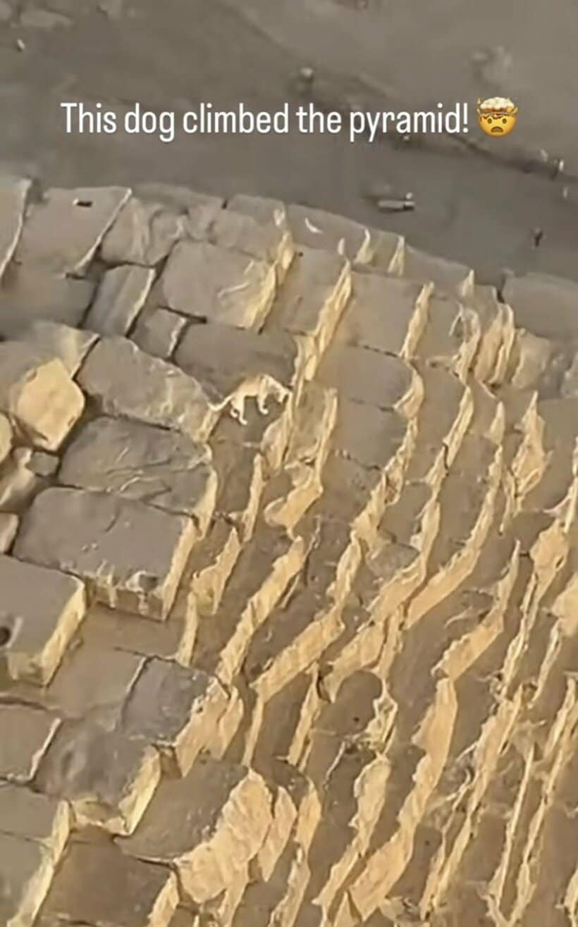 ピラミッド頂上で撮影された犬ピラミッド頂上の犬（インスタグラム@alexlang14から）