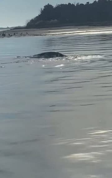 米国版ネッシーか（「チェイスン・テイルズ・アウトドアーズ・ベイト・アンド・タックル・ストア」のフェイスブックから）