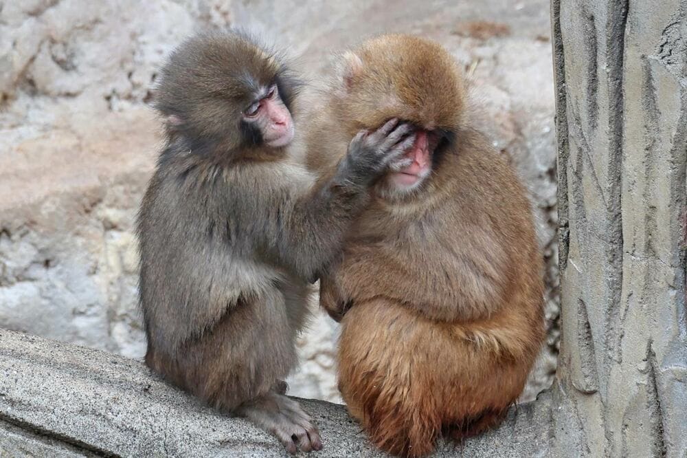 じゃれ合う？パンチくん（左）