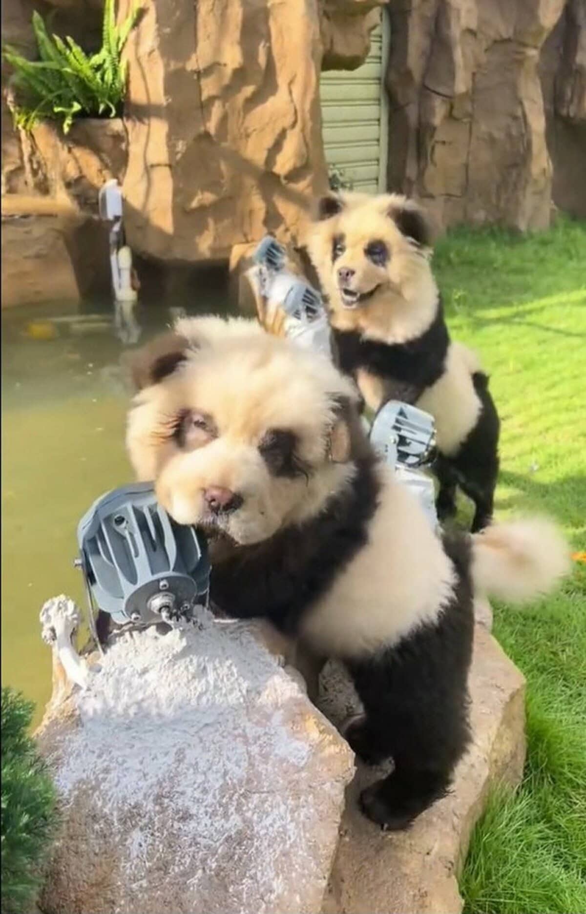 中国の動物園でニセパンダ騒動 チャウチャウを染め「ワン」と吠える