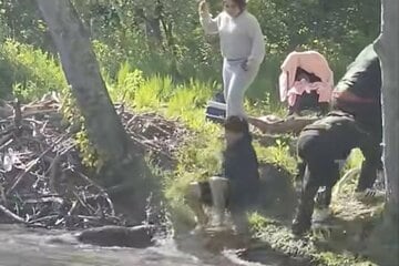 少年を襲うビーバー（マイケル・ヌーナン氏のフェイスブックから）
