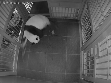  双子の赤ちゃんを出産したシンシン。写真提供＝(公財)東京動物園協会