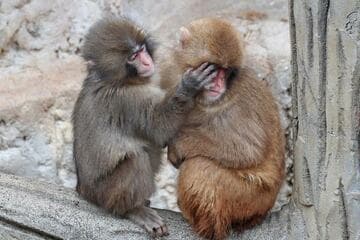 じゃれ合う？パンチくん（左）