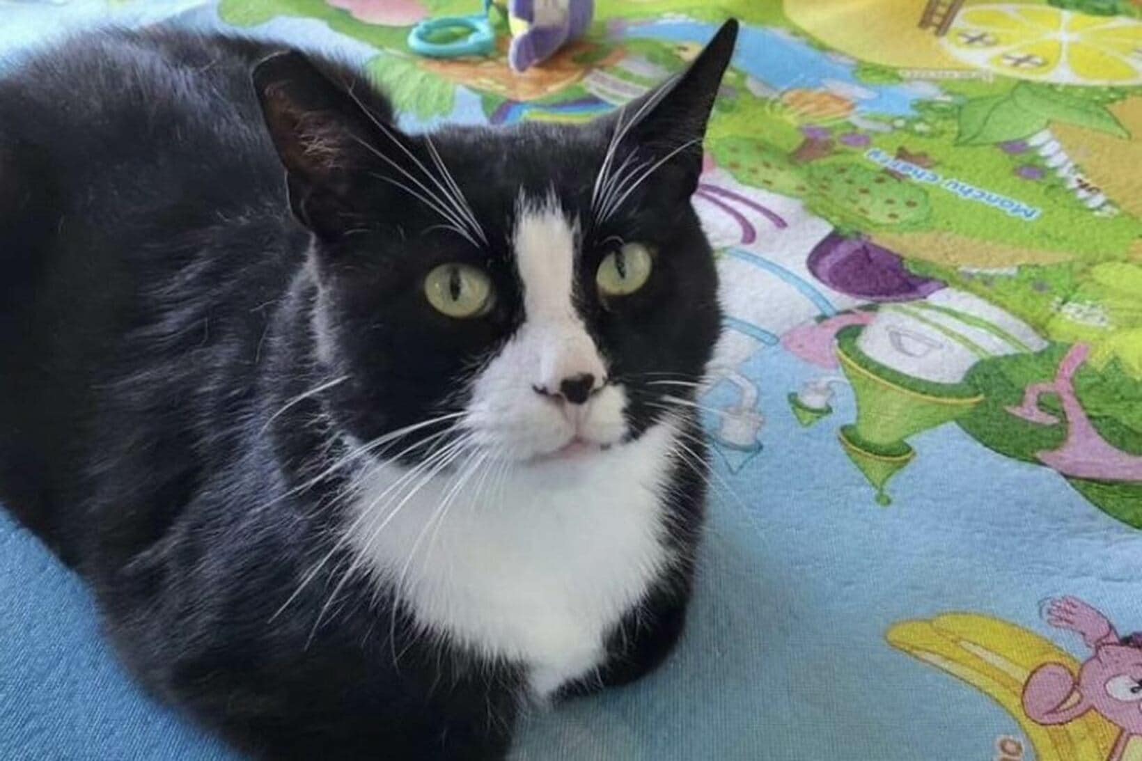 ダイエットに成功したガチェク（インスタグラムから）